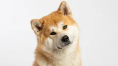 Psi jednoho pána: 9 plemen, která si vyberou jediného majitele