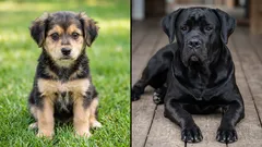 Kdo je chytřejší: kříženec, nebo pes s průkazem původu