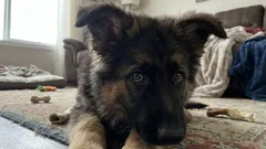 Může pes utéct od špatného majitele? Známky toho, že se váš pes bojí vás – rady odborníka